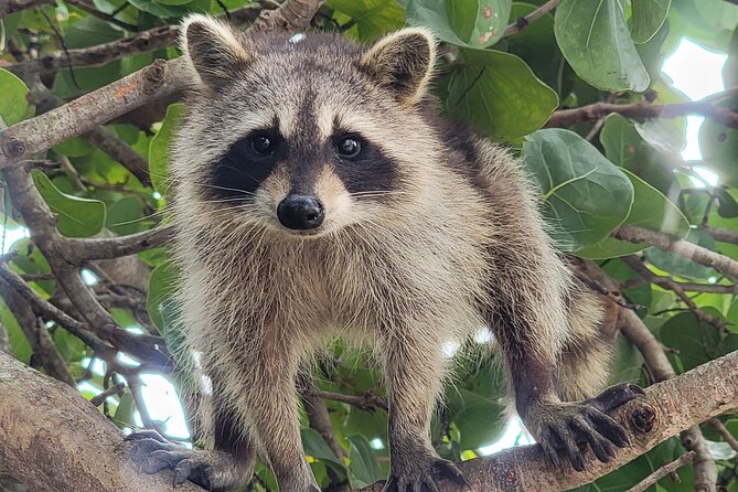 Raccoon Island Exploration on SUP/Kayak - Kayaking Through Osprey Nature Preserve