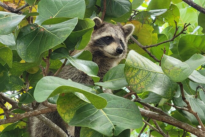 Raccoon Island Exploration on SUP/Kayak - Group Size, Guides, and the Personal Feel