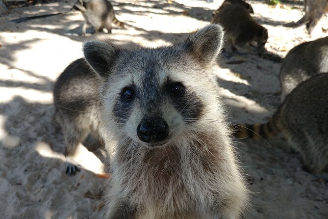 Raccoon Island Exploration on SUP/Kayak - Who Will Enjoy This Miami Water Adventure?