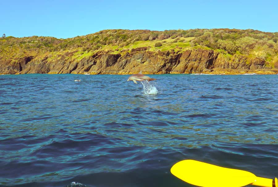 Rainbow Beach: Kayaking with Dolphins and Beach 4WD Tour - Key points to know before booking