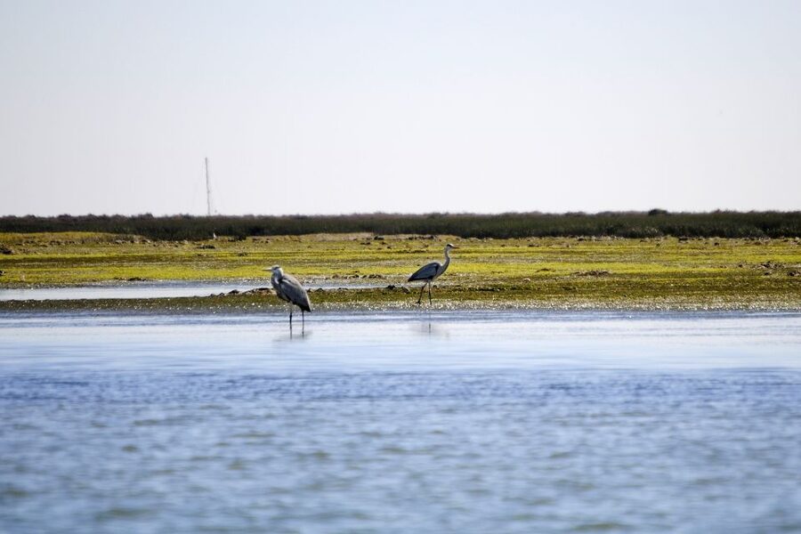 Ria Formosa National Park: Kayak Trip - Birdlife and Sea Life Along the Route