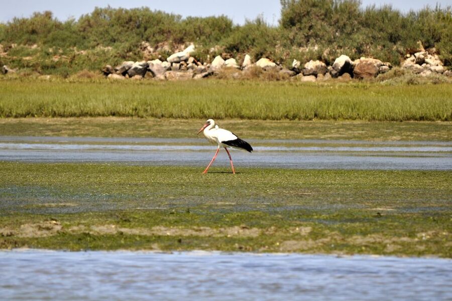 Ria Formosa National Park: Kayak Trip - Is the $58 Price Fair?