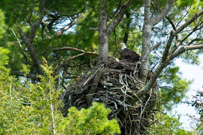 River Relics Kayaking Adventure - Wildlife along the lower river