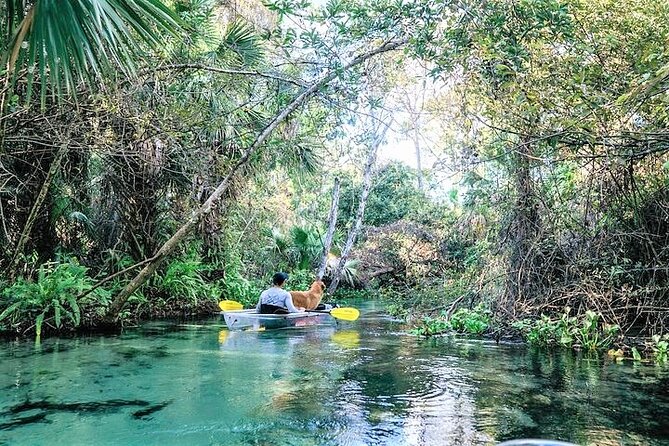 Rock Springs 2-Hour Glass Bottom Guided Kayak Eco Tour - What the clear kayak really adds