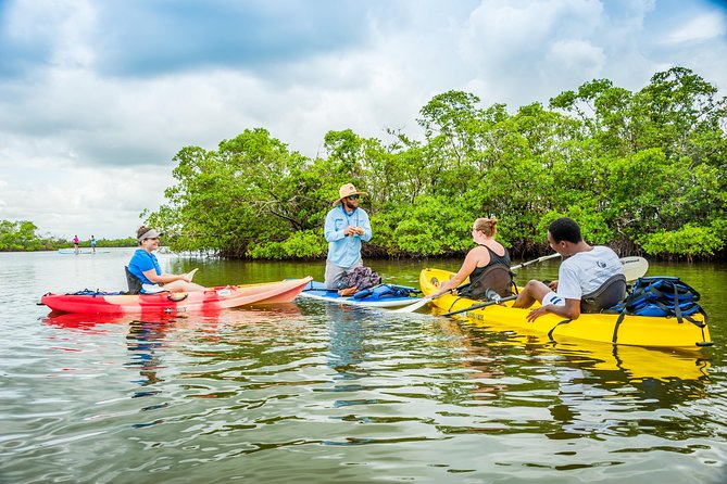Rookery Bay Kayak Adventure – Mangroves, Wildlife & Photos - Why Rookery Bay Works So Well by Kayak