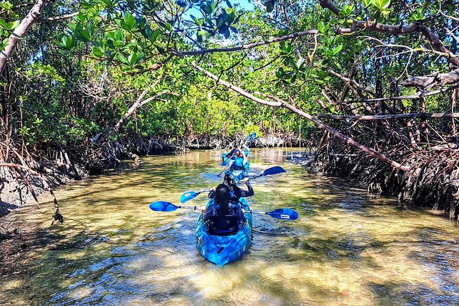 Rookery Bay Kayak Adventure – Mangroves, Wildlife & Photos - Starting at Capri Paddlecraft Park