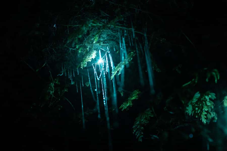 Rotorua: Glow Worm Kayak Tour - The paddle back beneath the stars