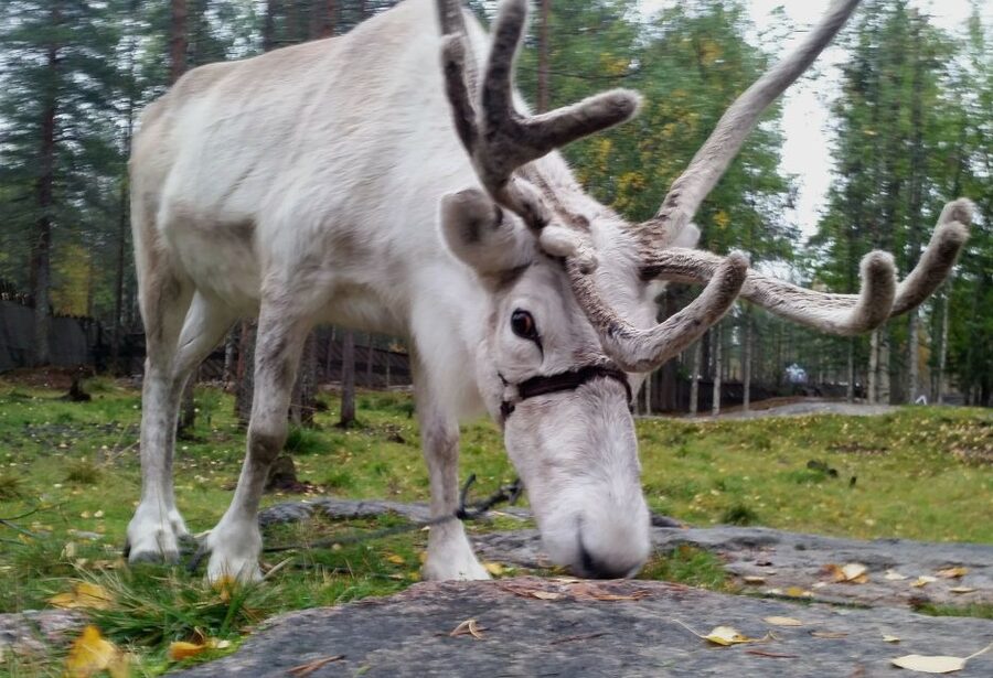Rovaniemi: Authentic Reindeer Farm & Canoeing - Key points to know before you book