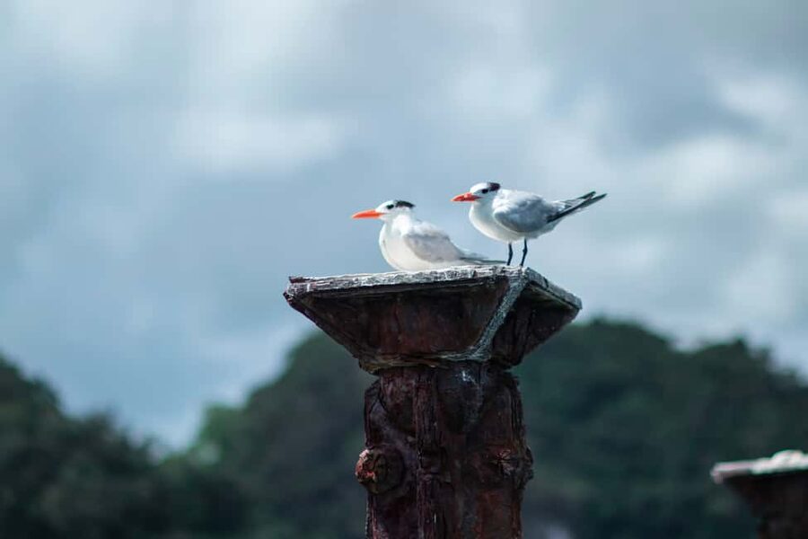 Sabana de la Mar: Los Haitises Guided Hike and Kayaking - Booking details worth checking