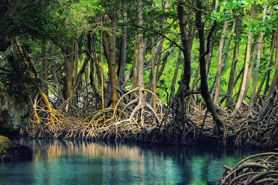 Sabana de la Mar: Los Haitises Guided Hike and Kayaking - What Haitises means and why the limestone matters