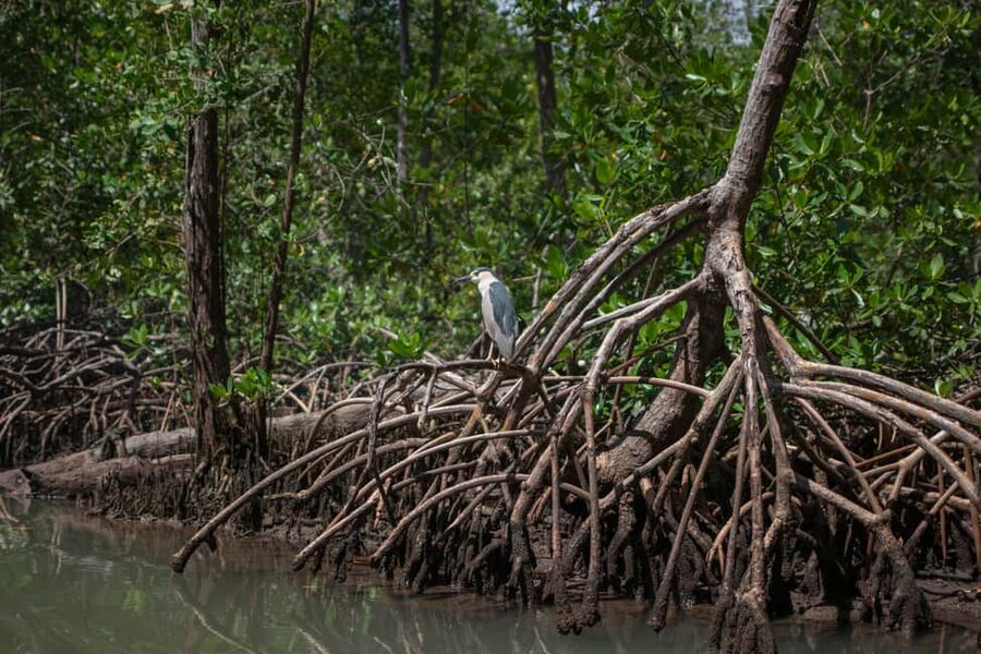 Sabana de la Mar: Los Haitises Guided Hike and Kayaking - Kayaking through the mangrove channels