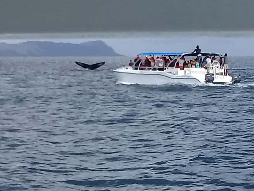 Samaná: Whale, Cayo Levantado, & Kayak in Samaná Bay Tour - Kayaking beside Samaná’s city center