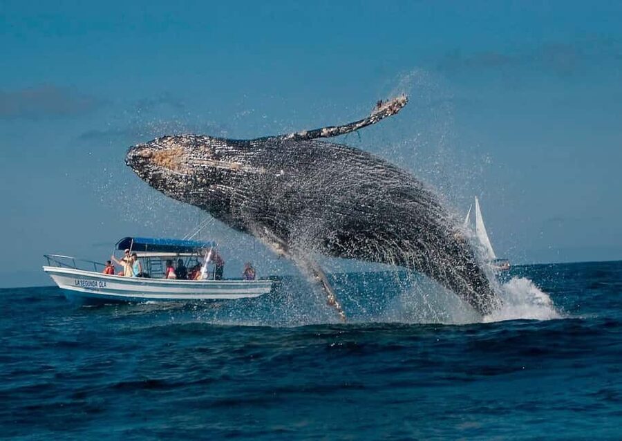 Samaná: Whale, Cayo Levantado, & Kayak in Samaná Bay Tour - What to pack and what to expect on the water