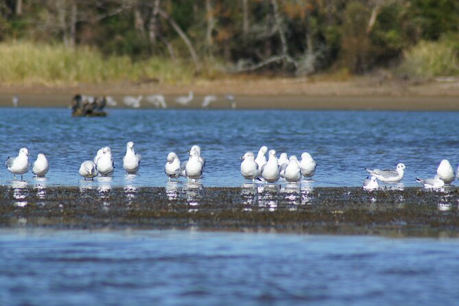 Sandhill Crane Kayak Tour with Chattanooga Guided Adventures - Why this crane trip is different