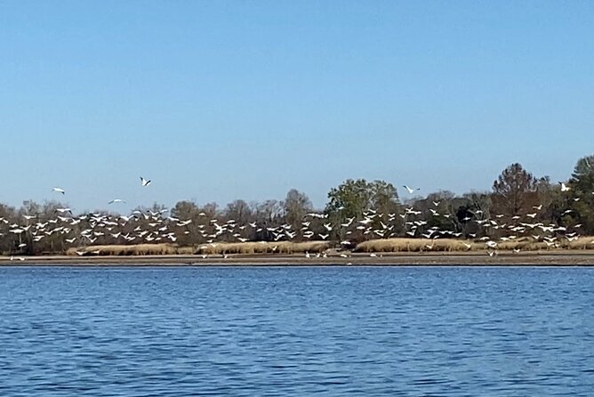 Sandhill Crane Kayak Tour with Chattanooga Guided Adventures - How many cranes will you really see?