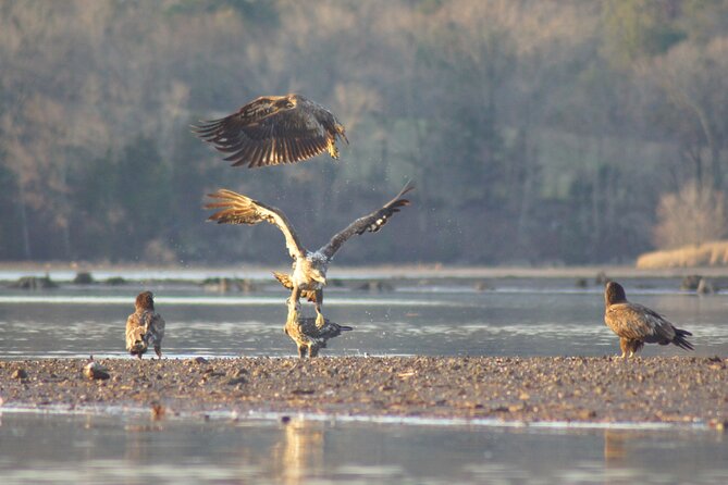 Sandhill Crane Kayak Tour with Chattanooga Guided Adventures - The small-group advantage