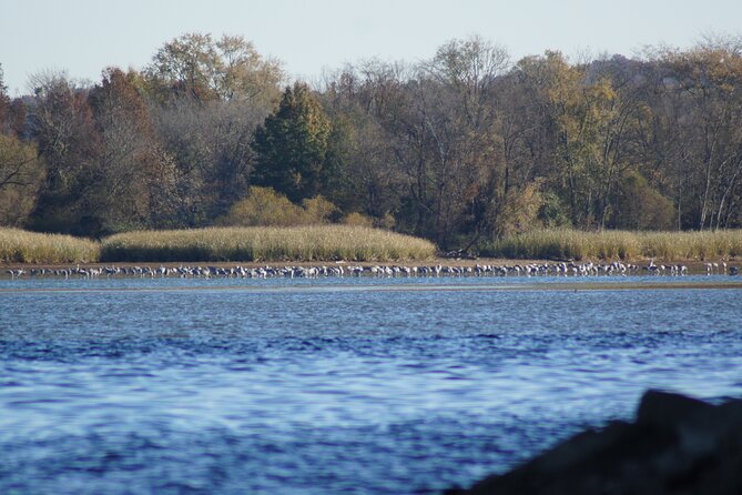 Sandhill Crane Kayak Tour with Chattanooga Guided Adventures - Who will enjoy this most?