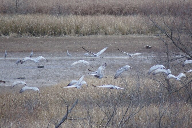 Sandhill Crane Kayak Tour with Chattanooga Guided Adventures - Meeting at Cherokee Removal Memorial