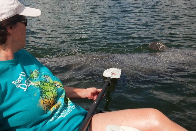 Sarasota Guided Mangrove Tunnel Kayak Tour - Key points to know before you book