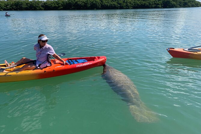 Sarasota Mangrove Tunnel Guided Kayak Adventure - Who should book this outing