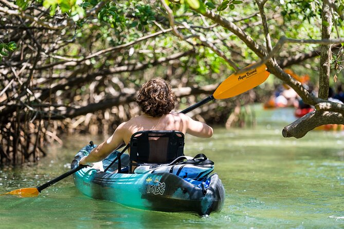 Sarasota Mangrove Tunnel Guided Kayak Adventure - My verdict on the Sarasota mangroves