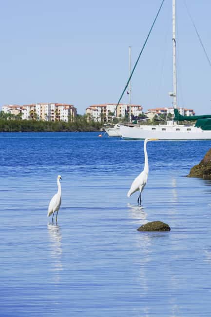 Sea Kayak Tour - Mangrove Safari - What the $80 price really includes