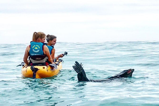 Seal Kayaking Adventure in Kaikoura - Key points before you book
