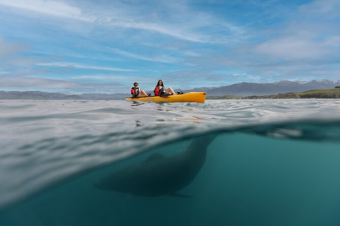 Seal Kayaking Adventure in Kaikoura - Starting at 18 Beach Road in Kaikoura