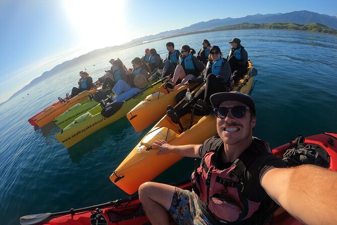 Seal Kayaking Adventure in Kaikoura - Dolphins, birds, and the occasional little blue penguin