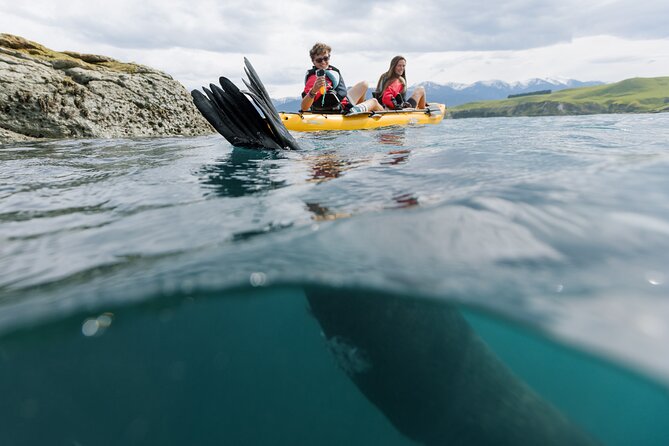 Seal Kayaking Adventure in Kaikoura - Comfort, fitness, and safety details