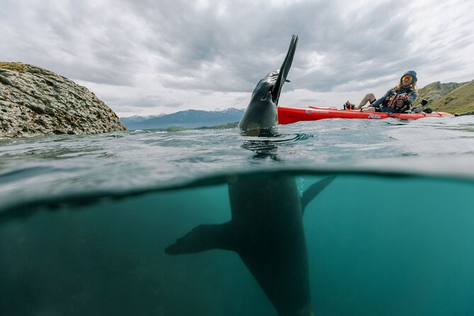 Seal Kayaking Adventure in Kaikoura - Is $83.78 good value?