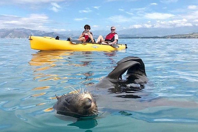 Seal Kayaking Adventure in Kaikoura - Along the Kaikoura coast with a local guide