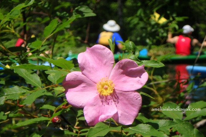 Self Guided Family Friendly Kayak Rental Experience Old Florida - A Self-Guided Pace With Naturalist Support