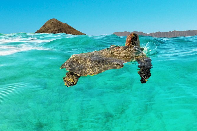 Self-Guided Kayaking Discovery in Kailua, Oahu - What the $110.17 price really covers