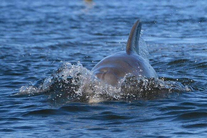 Self-Guided Kayaking Manatee and Dolphin Tour - Mangrove tunnels and wildlife watching
