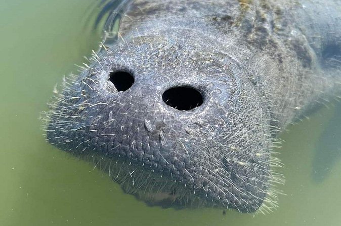 Self-Guided Kayaking Manatee and Dolphin Tour - Why the self-guided format can be a good deal