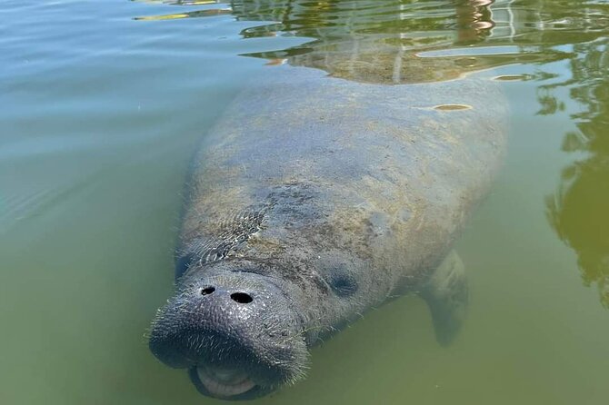 Self-Guided Kayaking Manatee and Dolphin Tour - What to bring and how to stay comfortable