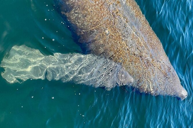 Self-Guided Kayaking Manatee and Dolphin Tour - The main limitation: no instruction or guide