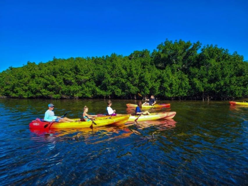 Siesta Key: Mangrove Kayak or Paddleboard Tour - Kayak or paddleboard: which should you choose?