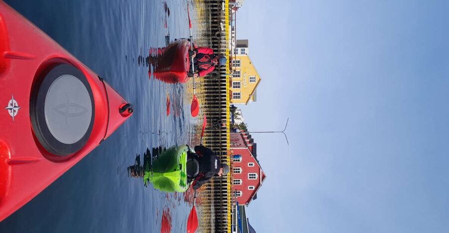 Siglufjörður / Siglufjordur: Guided kayak tour. - Wildlife: Birds, Seals, and Good Luck