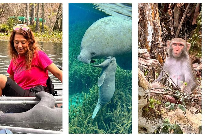 Silver Springs Clear Kayak Manatee, Monkey & Wildlife Adventures - Manatees, monkeys, alligators, and turtles