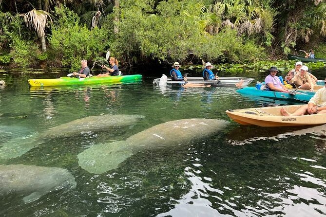 Silver Springs Clear Kayak Manatee, Monkey & Wildlife Adventures - Group size and the guide can shape your day