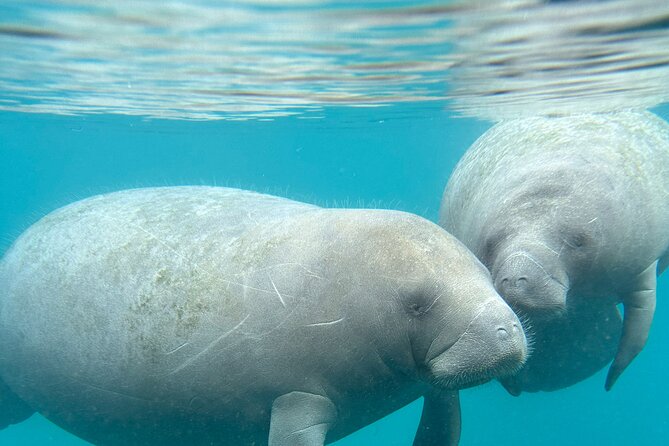 Silver Springs Clear Kayak Manatee, Monkey & Wildlife Adventures - Physical effort, weight limits, and choosing your boat