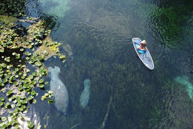 Silver Springs: Clear Kayak Wildlife Adventure - The best time to choose