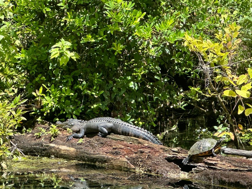 Silver Springs: Guided Clear Kayak or Paddleboard Gator Tour - Alligators, manatees, turtles, and birds