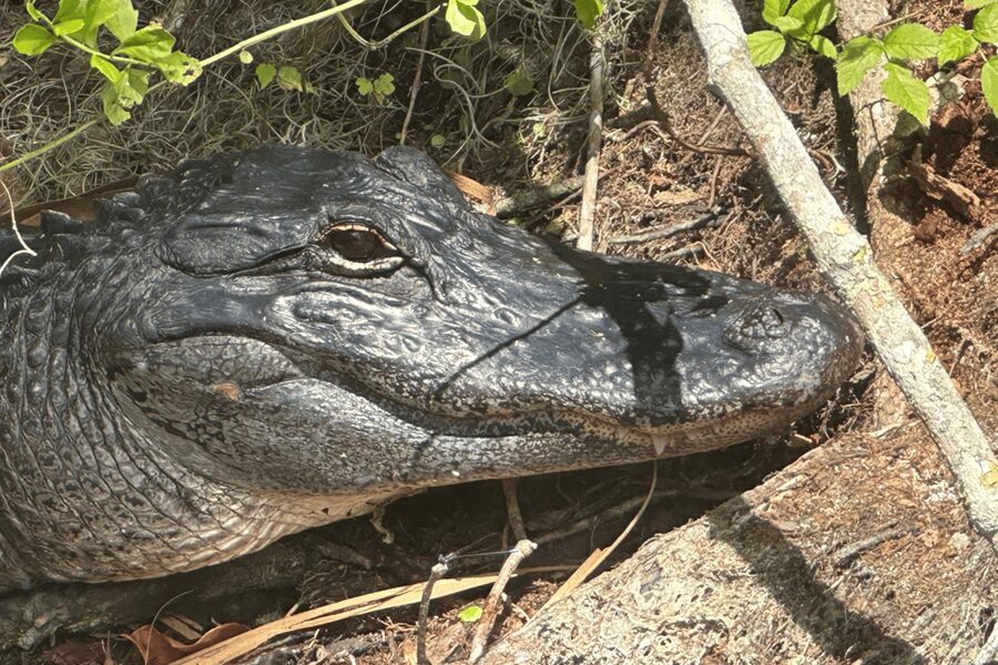 Silver Springs: Guided Clear Kayak or Paddleboard Gator Tour - Movie props in a Florida river