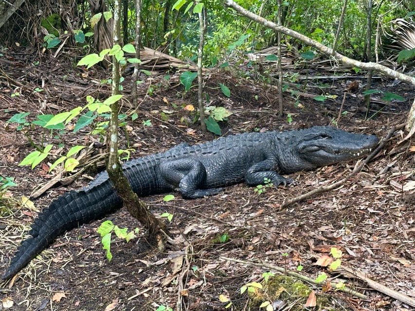 Silver Springs: Guided Clear Kayak or Paddleboard Gator Tour - What the $80 price really covers