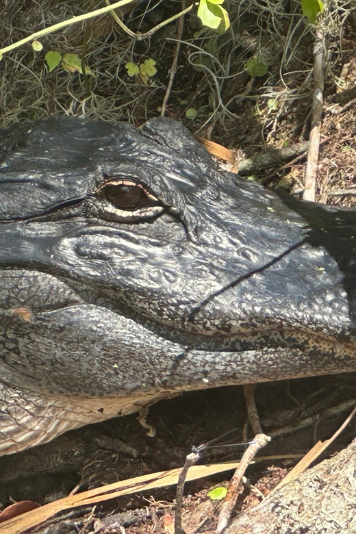 Silver Springs: Guided Clear Kayak or Paddleboard Gator Tour - Who will enjoy this paddle most