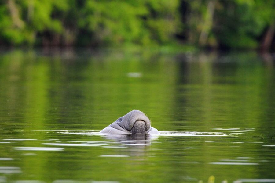 Silver Springs Manatee Kayaking Tour - Paddling out from Silver Springs State Park
