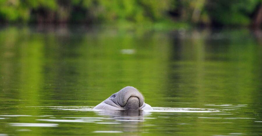 Silver Springs Manatee Kayaking Tour - Manatees, monkeys, and the wildlife search